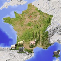Crédit photo racedefrance.fr